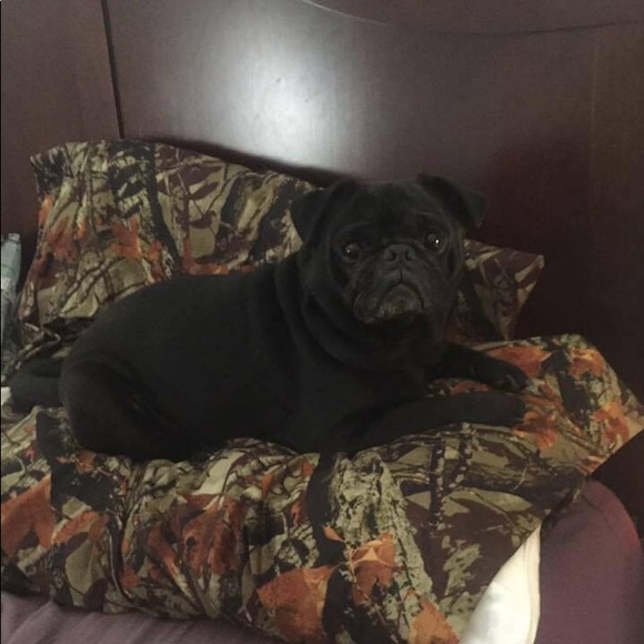 Meet your Posher, Nicky - Picture 2 of 5